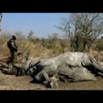 Problemas de la caza ilegal: peligros y consecuencias