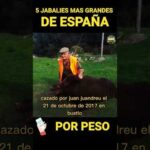 Cantidad anual de jabalíes abatidos en España